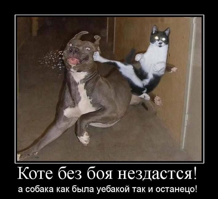 Коте без боя не сдается! а собака как была уебакой так и останется!
