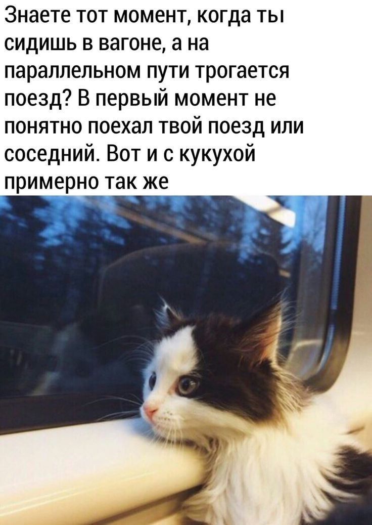 Знаете тот момент, когда ты сидишь в вагоне, а на параллельном пути трогается поезд? В первый момент не понятно поехал твой поезд или соседний. Вот и с кукухой примерно так же