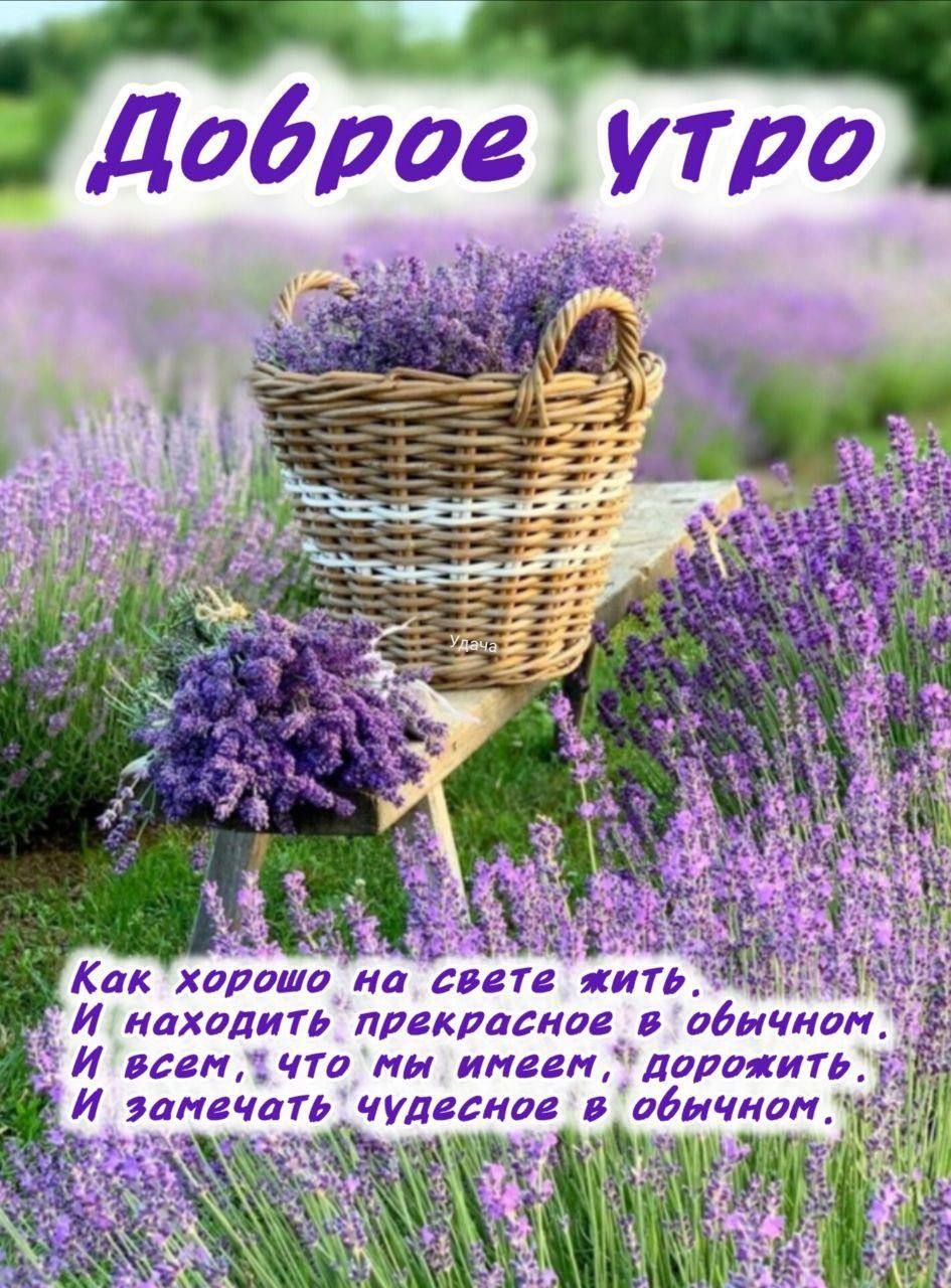 Доброе утро
Как хорошо на свете жить.
И находить прекрасное в обычном.
И всем, что мы имеем, дорожить.
И замечать чудесное в обычном.
