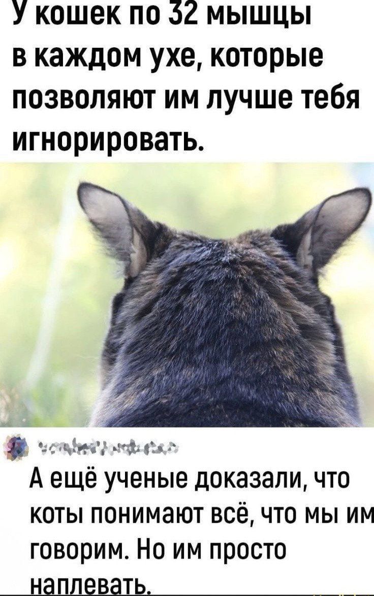 У кошек по 32 мышцы в каждом ухе, которые позволяют им лучше тебя игнорировать.
А еще ученые доказали, что коты понимают всё, что мы им говорим. Но им просто наплевать.