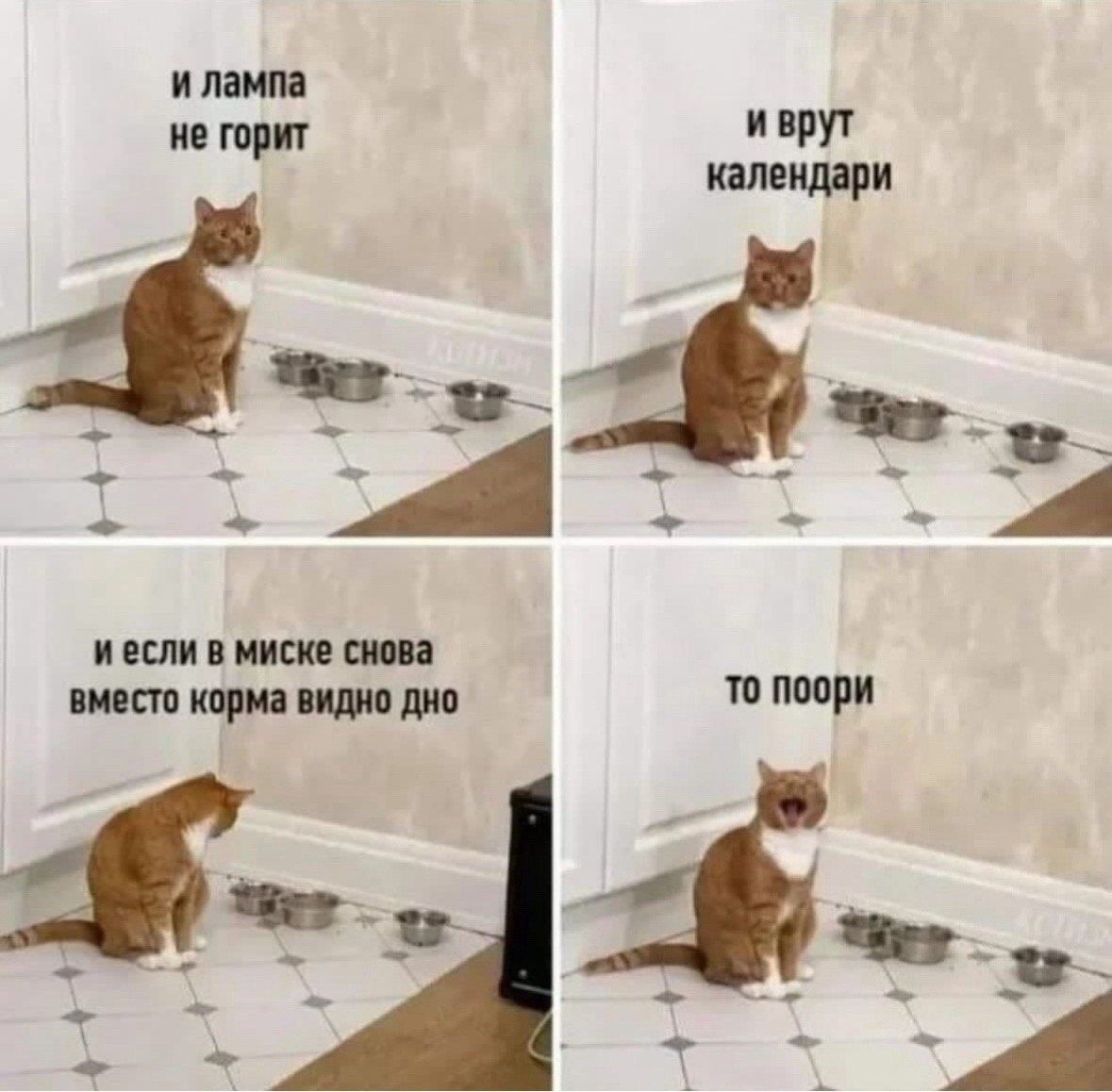 и лампа не горит
и врут календари
и если в миске снова
вместо корма видно дно
то поори