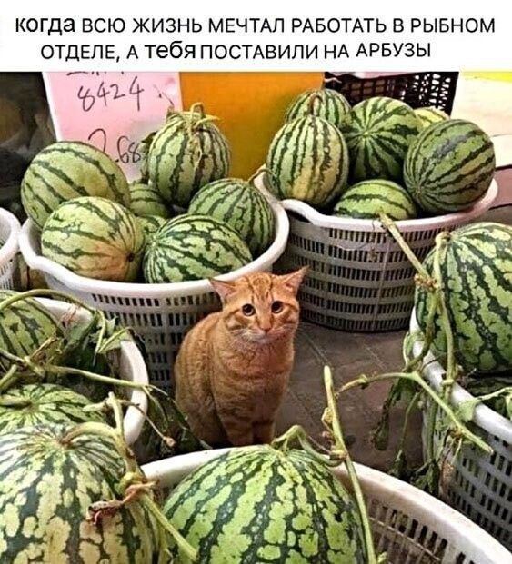 КОГДА ВСЮ ЖИЗНЬ МЕЧТАЛ РАБОТАТЬ В РЫБНОМ ОТДЕЛЕ, А ТЕБЯ ПОСТАВИЛИ НА АРБУЗЫ