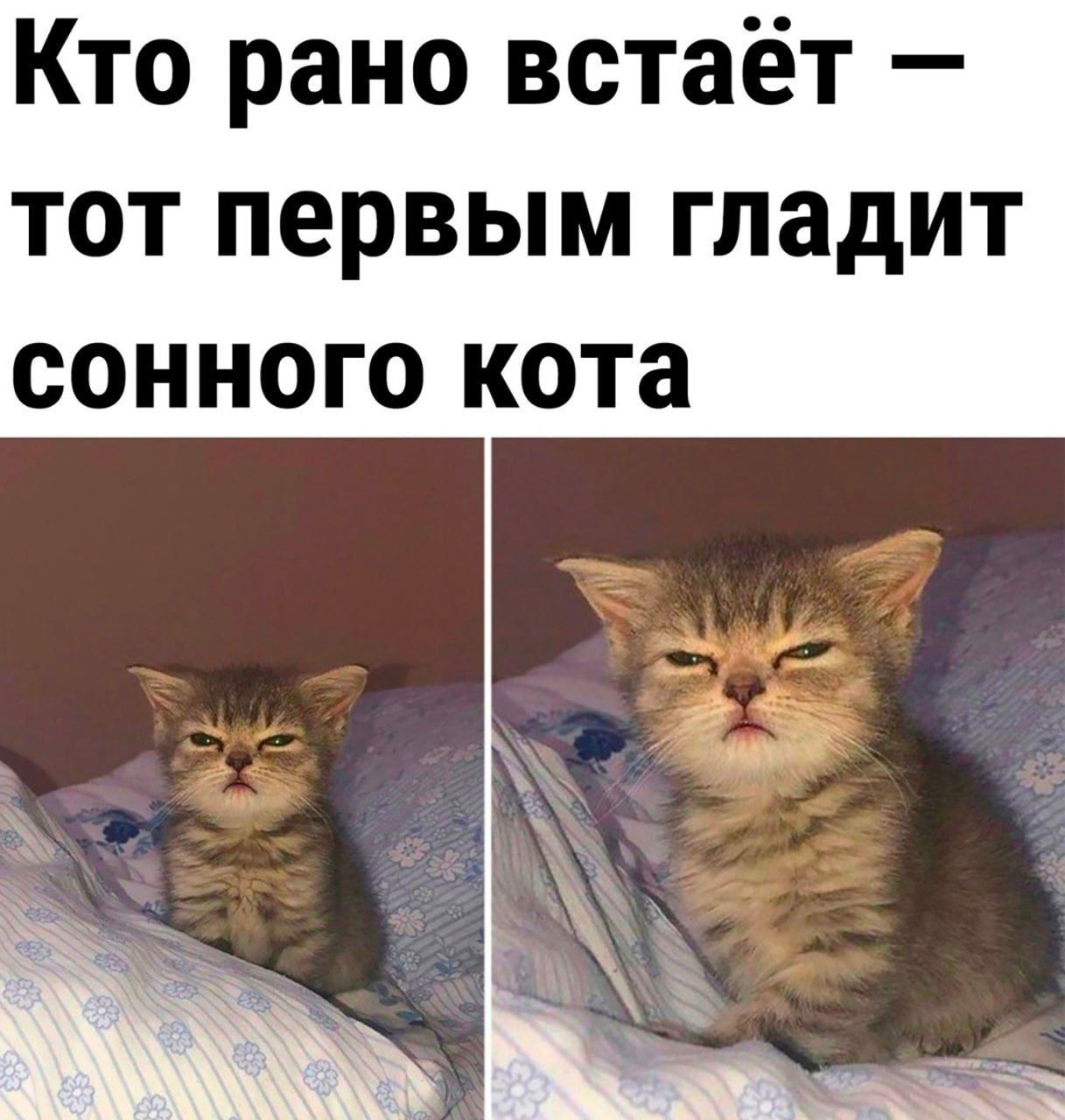 Кто рано встаёт — тот первым гладит сонного кота