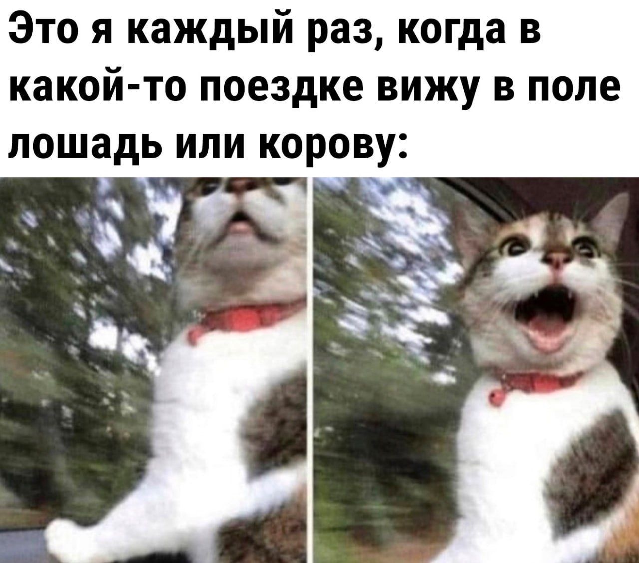 Это я каждый раз, когда в какой-то поездке вижу в поле лошадь или корову:
