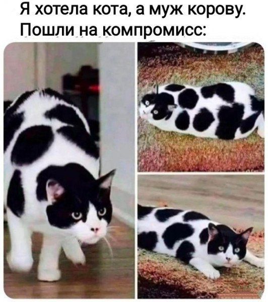 Я хотела кота, а муж корову. Пошли на компромисс: