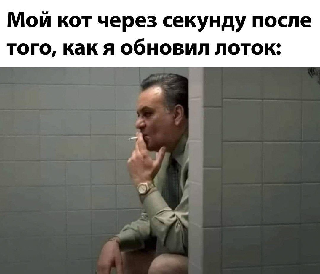 Мой кот через секунду после того, как я обновил лоток:
