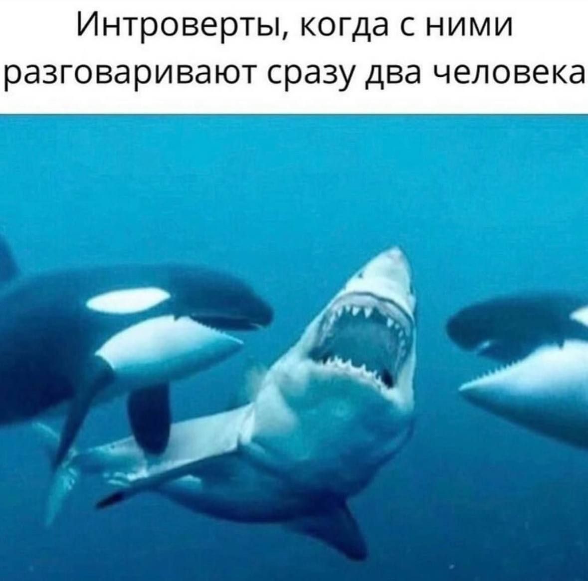 Интроверты, когда с ними разговаривают сразу два человека