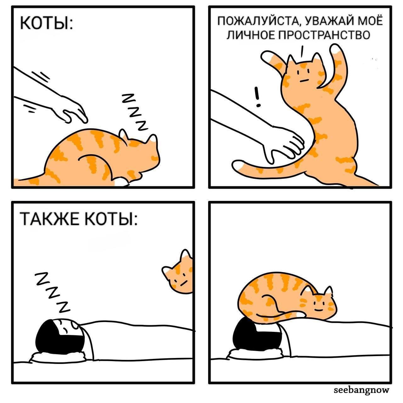 Коты:

Пожалуйста, уважай моё личное пространство

Также коты: