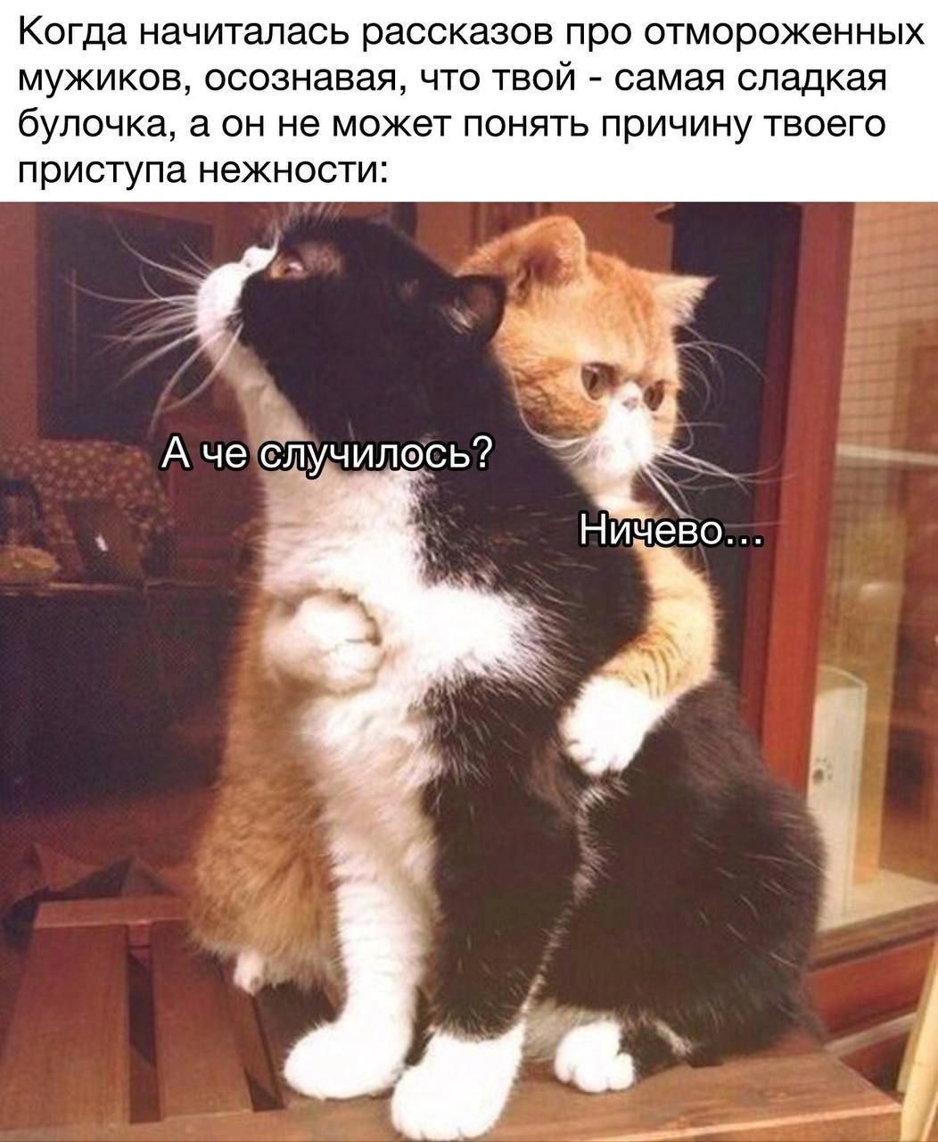 Когда начиталась рассказов про отмороженных мужиков, осознавая, что твой - самая сладкая булочка, а он не может понять причину твоего пристпала нежности:
А че случилось?
Ничего...