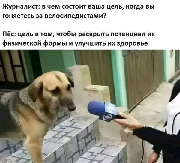 Журналист: в чем состоит ваша цель, когда вы гоняетесь за велосипедистами?
Пёс: цель в том, чтобы раскрыть потенциал их физической формы и улучшить их здоровье.