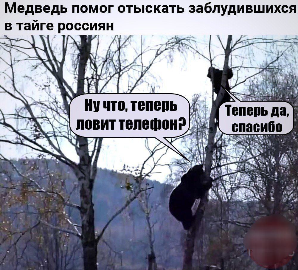 Медведь помог отыскать заблудившихся в тайге россиян
Ну что, теперь ловит телефон?
Теперь да, спасибо