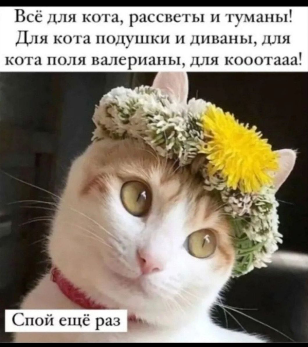 Всё для кота, рассветы и туманы! Для кота подушки и диваны, для кота поля валерианы, для коооотааа! Спи ещё раз