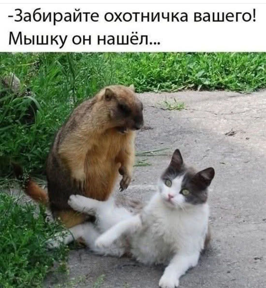 -Забирайте охотничка вашего! Мышку он нашёл...