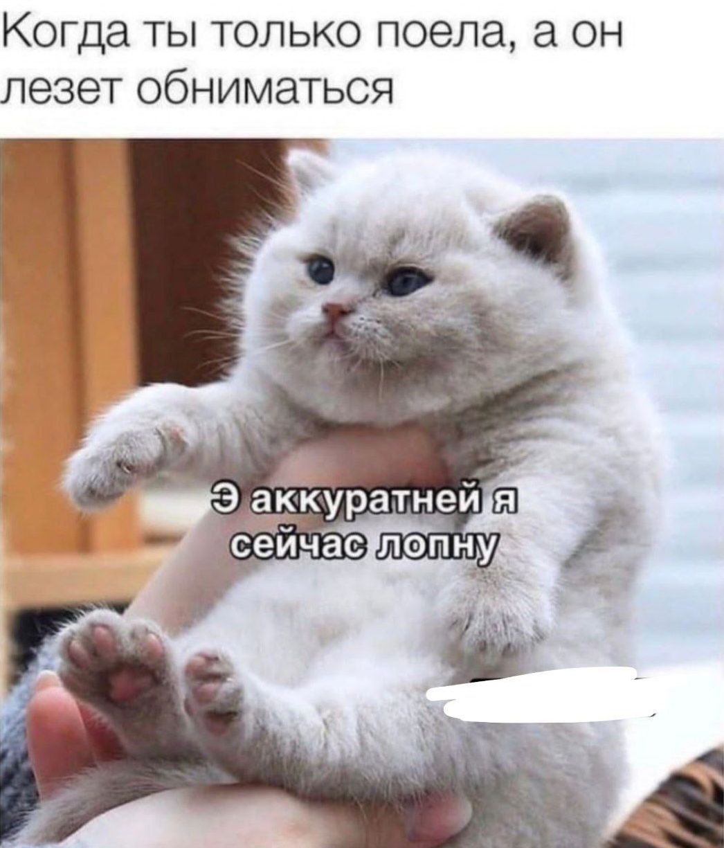 Когда ты только поела, а он лезет обниматься
Э аккуратней я сейчас лопну