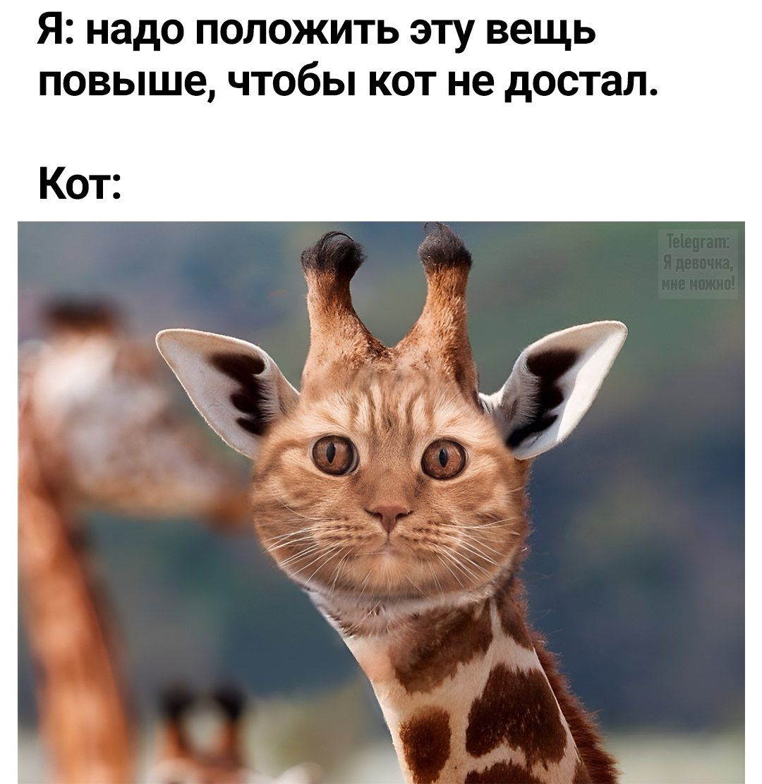 Я: надо положить эту вещь повыше, чтобы кот не достал.
Кот: