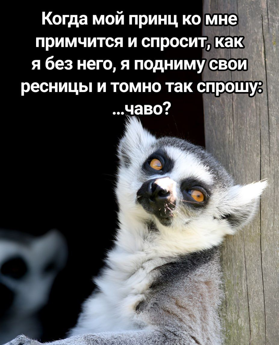 Когда мой принц ко мне примитится и спросит, как я без него, я подниму свои ресницы и томно так спрошу: ...чаво?