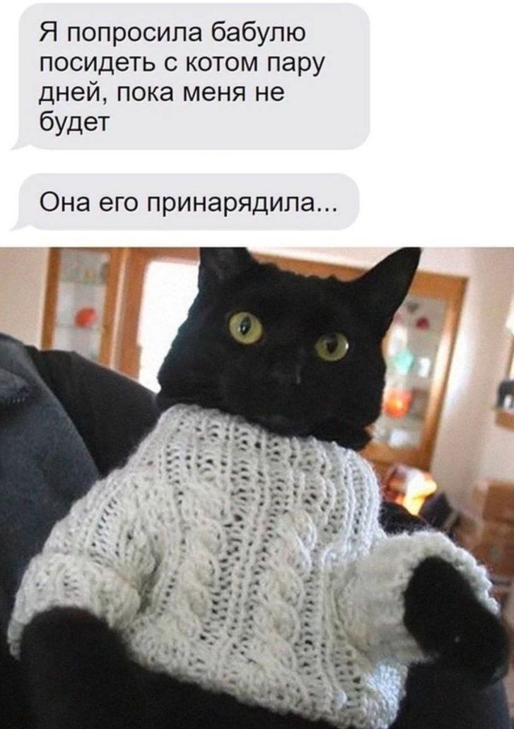 Я попросила бабушку посидеть с котом пару дней, пока меня не будет
Она его принарядили...