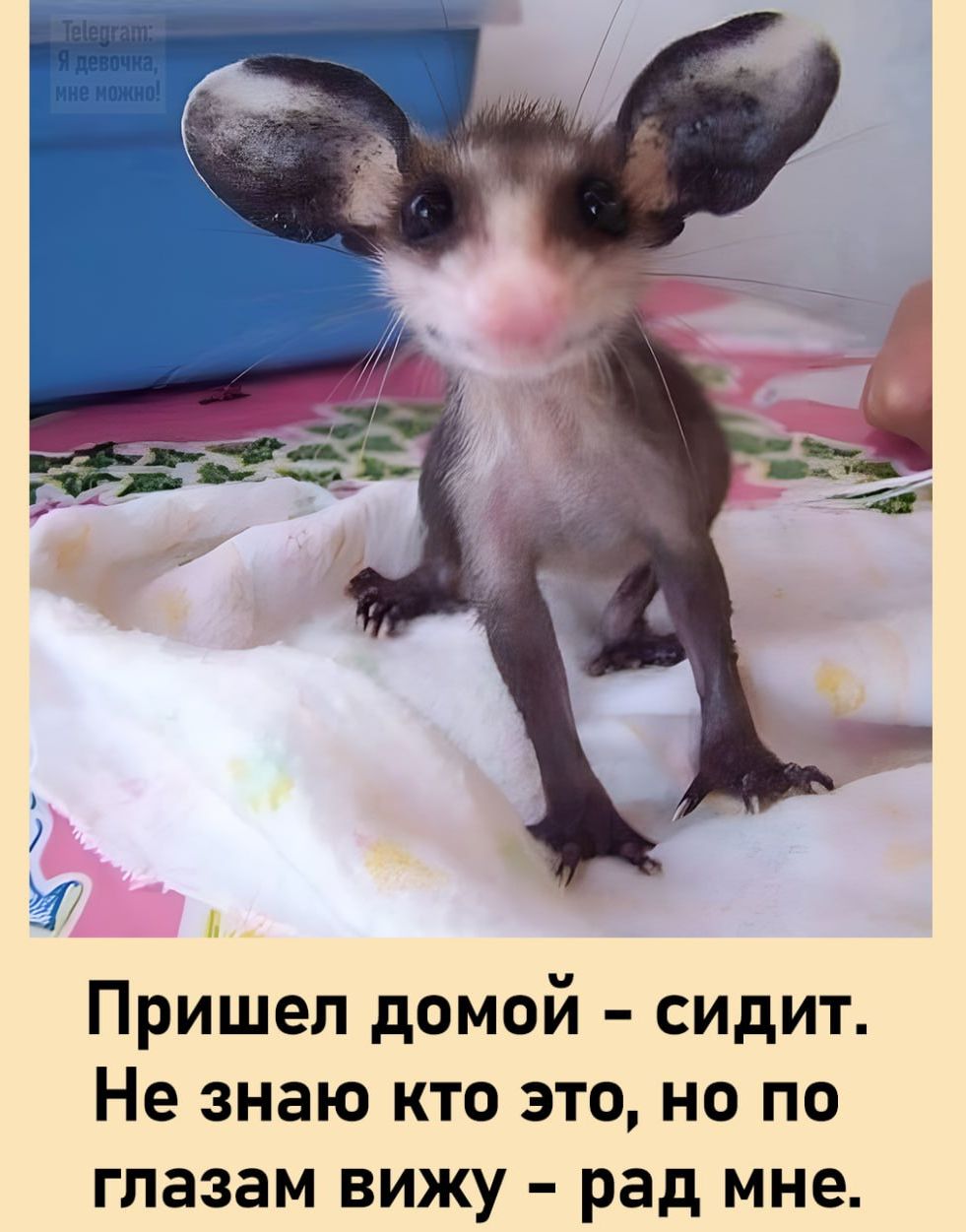 Пришел домой - сидит. Не знаю кто это, но по глазам вижу - рад мне.