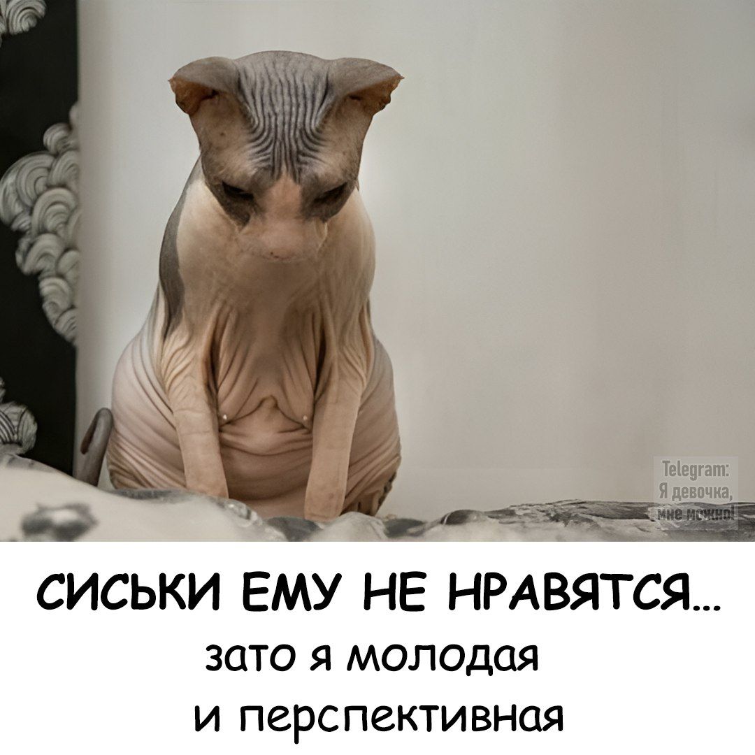 СИСЬКИ ЕМУ НЕ НРАВЯТСЯ...
zато я молодая
и перспективная