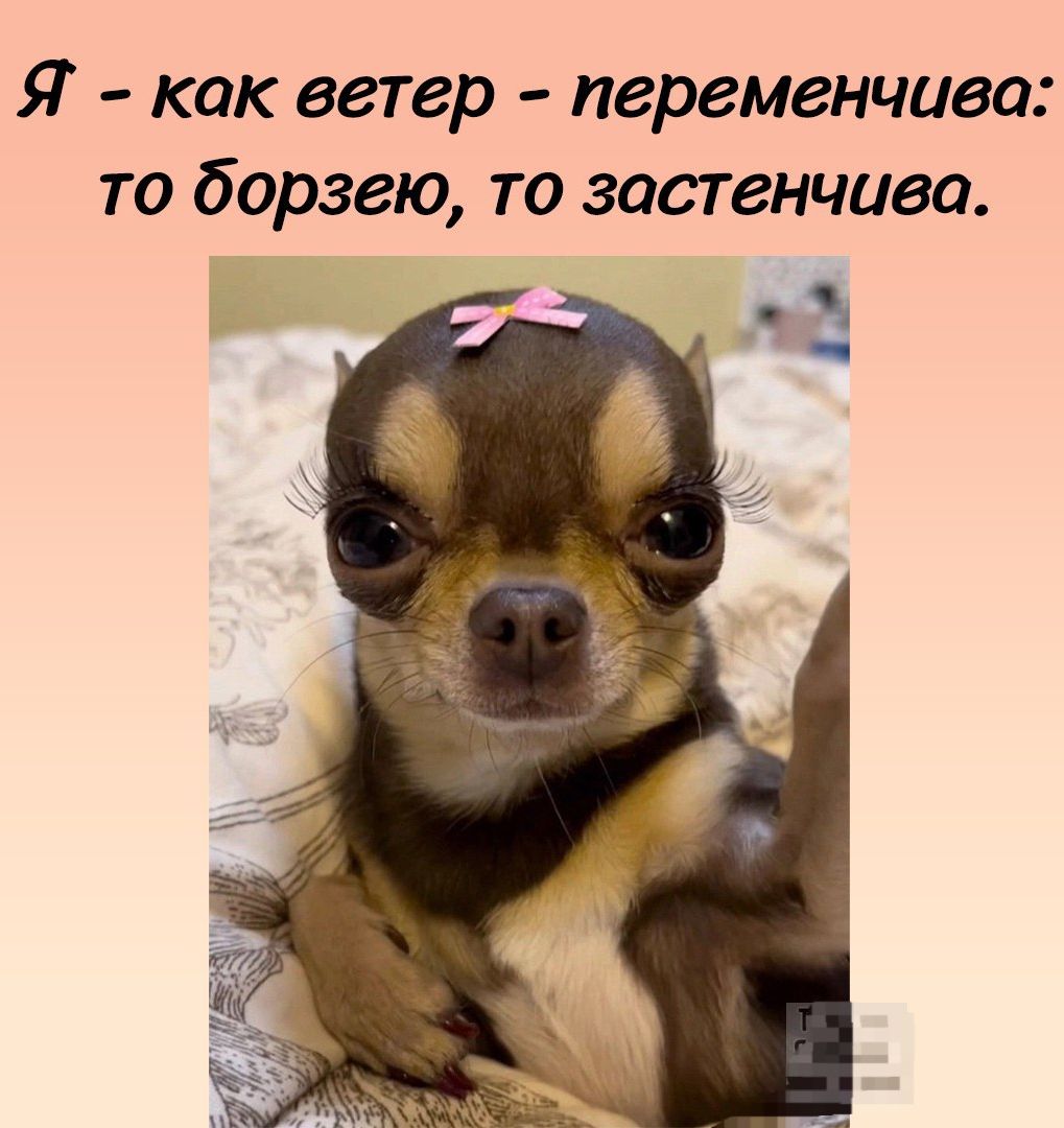 Я – как ветер - переменчива: то борзею, то застенчива.