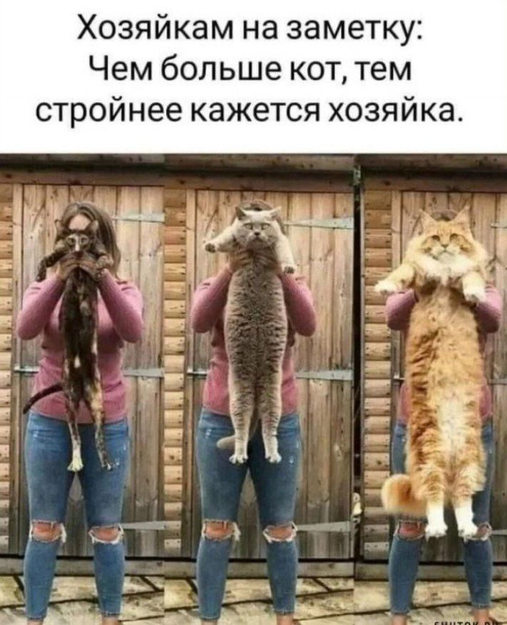 Хозяйкам на заметку: Чем больше кот, тем стройнее кажется хозяйка.