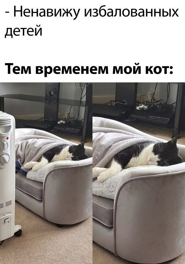 - Ненавижу избалованных детей
Тем временем мой кот:
