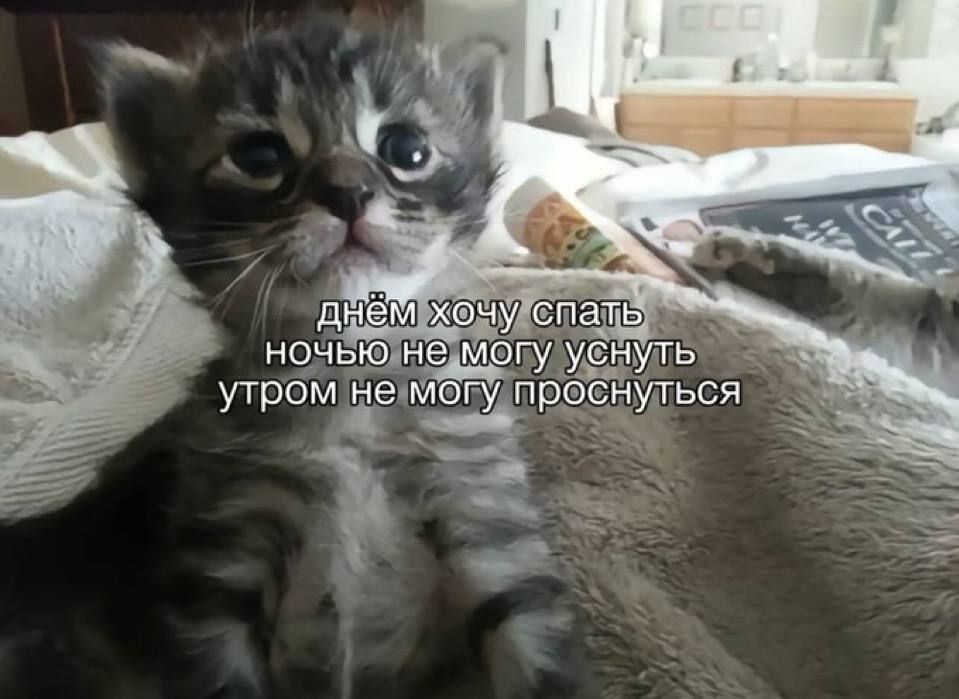 днём хочу спать ночью не могу уснуть утром не могу проснуться