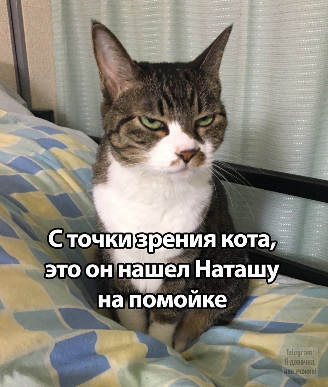 С точки зрения кота, это он нашел Наташу на помойке