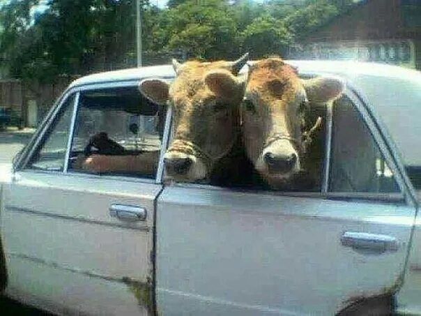 Две коровы выглядывают из окон старой белой машины.