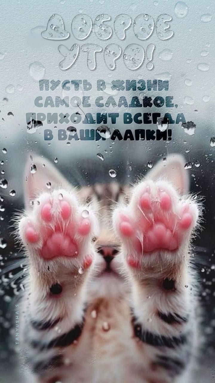 Доброе утро! Пусть в жизни самое сладкое приковывает всегда к вашим лапкам!
