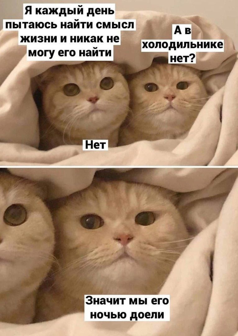 Я каждый день пытаюсь найти смысл жизни и никак не могу его найти. А в холодильнике нет? Нет. Значит мы его ночью доели.