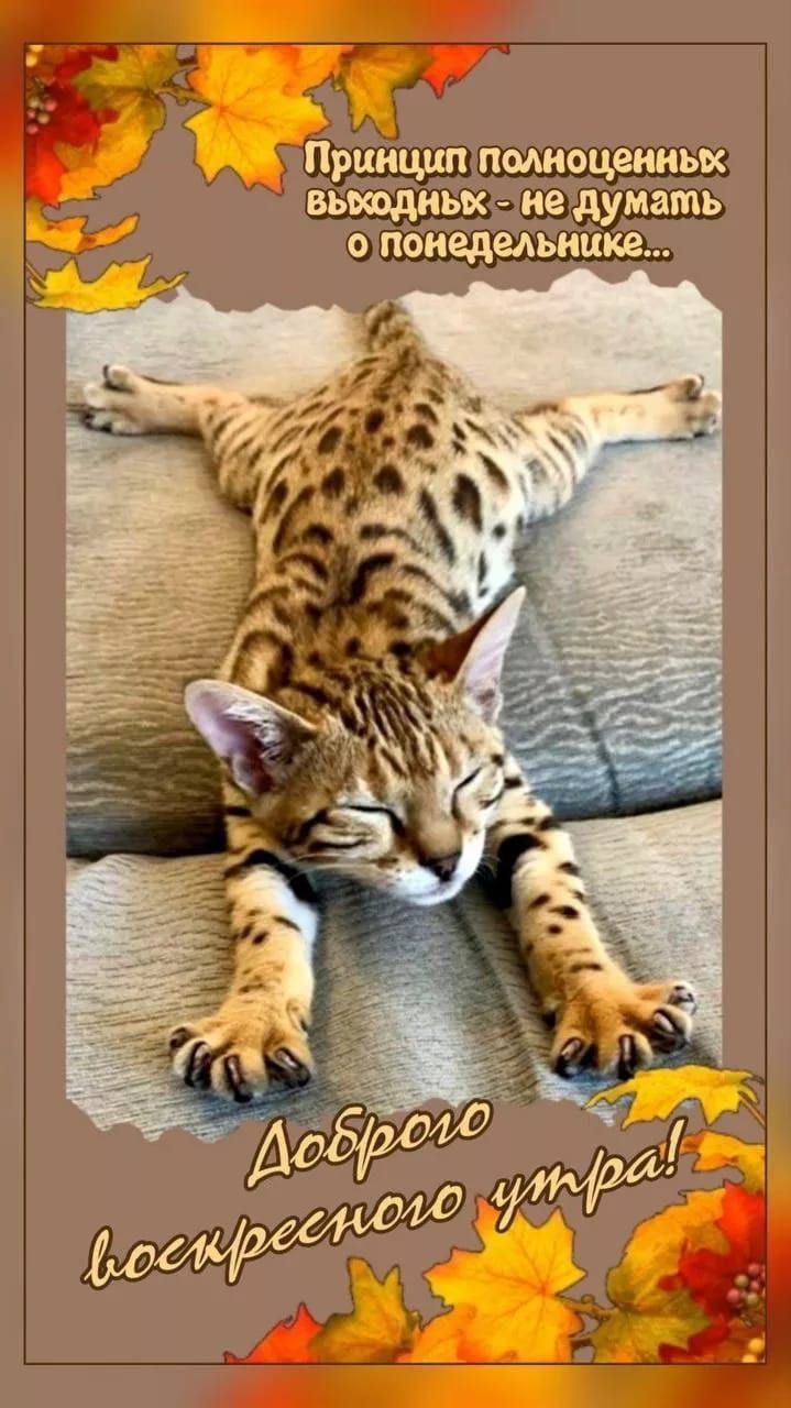 Принцип полноценный выходных - не думать о понедельнике...\nДоброе воскресного утра!