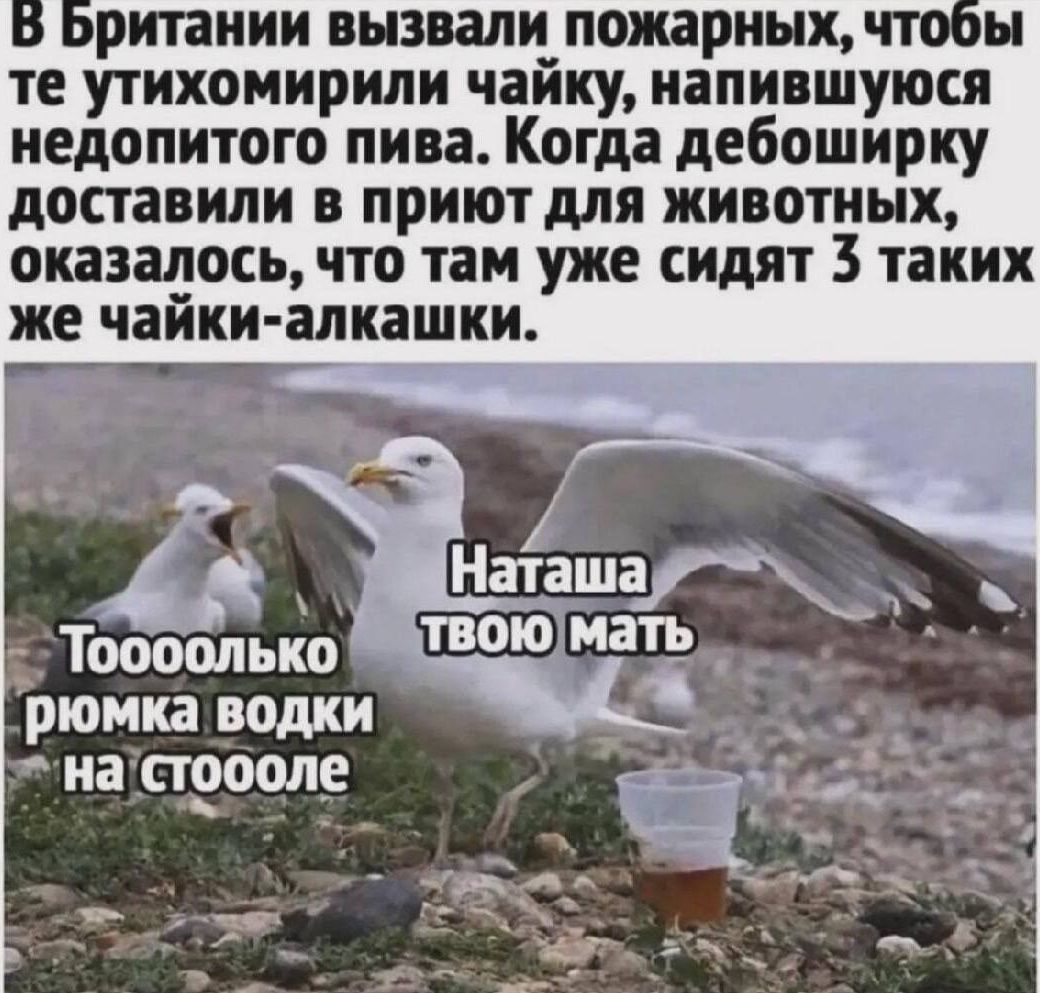 В Британии вызвали пожарных, чтобы те усмирили чайку, напившуюся недопитого пива. Когда дебоширку доставили в приют для животных, оказалось, что там уже сидят 3 таких же чайки-алкашки.