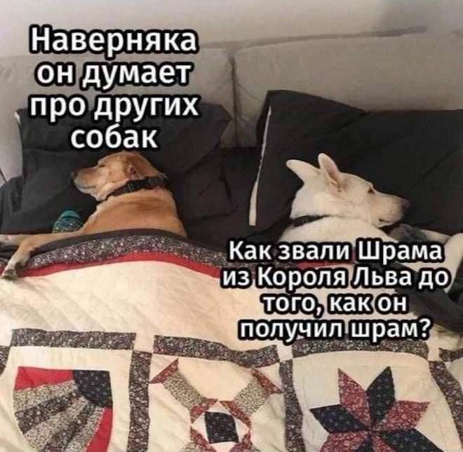 Наверняка он думает про других собак Как звали Шрама из Короля Льва до того, как он получил шрам?