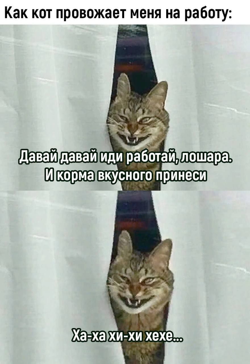 Как кот провожает меня на работу:
Давай давай иди работай, лошара. И корма вкусного принеси
Ха-ха хи-хи хехе...