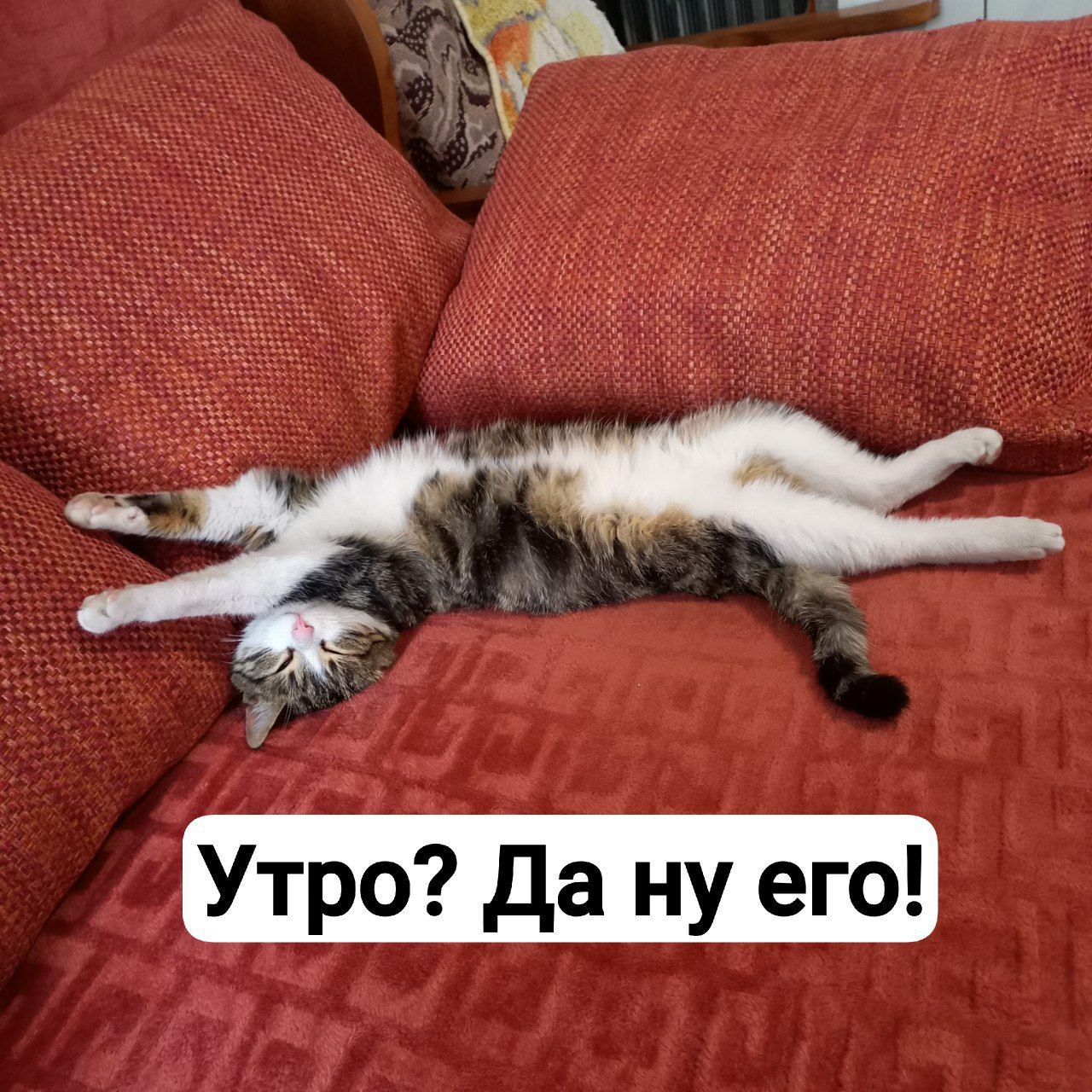 Утро? Да ну его!