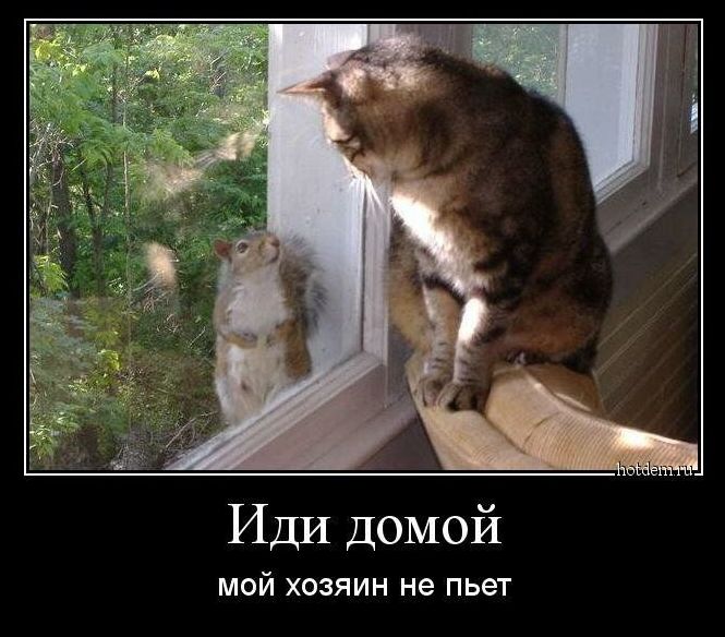 Иди домой
мой хозяин не пьет