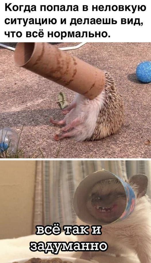 Когда попала в неловкую ситуацию и делаешь вид, что всё нормально. всё так и задумано