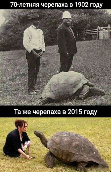 70-летняя черепаха в 1902 году\nТа же черепаха в 2015 году