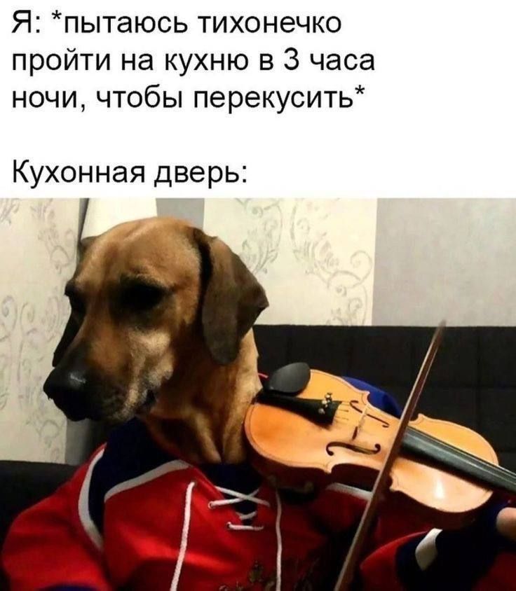 Я: *пытаюсь тихонечко пройти на кухню в 3 часа ночи, чтобы перекусить*

Кухонная дверь: