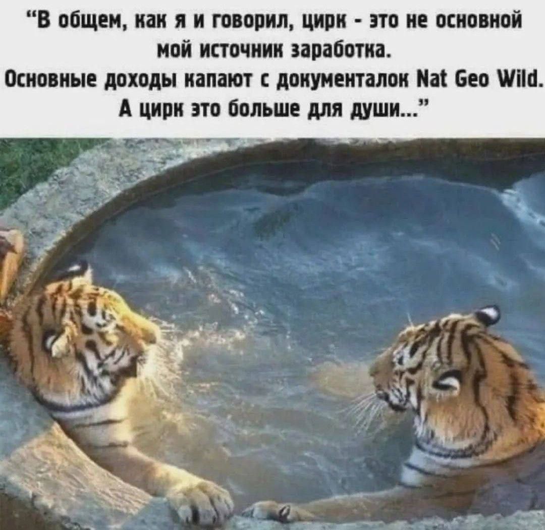 «В общем, как я и говорил, цирк - это не основной мой источник заработка. Основные доходы капают с документалок NatGeo Wild. А цирк это больше для души...»