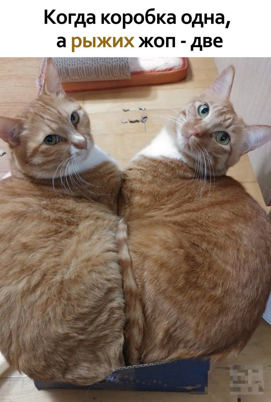 Когда коробка одна, а рыжих жоп - две
