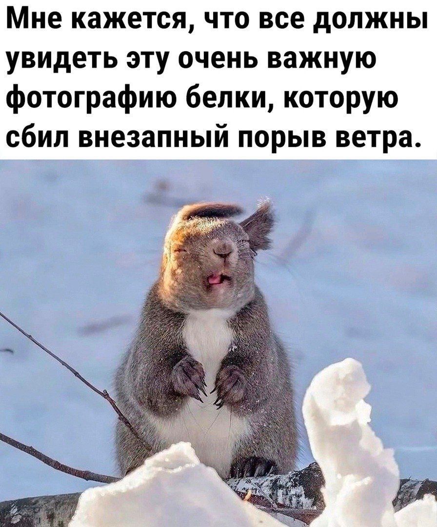 Мне кажется, что все должны увидеть эту очень важную фотографию белки, которую сбил внезапный порыв ветра.