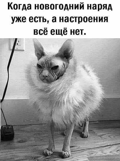 Когда новогодний наряд уже есть, а настроения всё ещё нет.