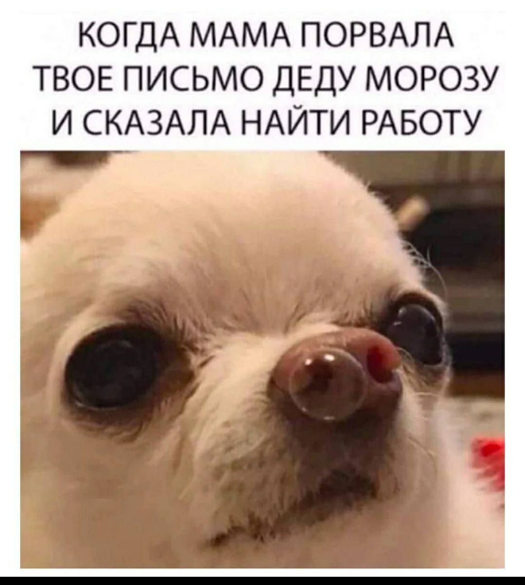 КОГДА МАМА ПОРВАЛА ТВОЁ ПИСЬМО ДЕДУ МОРОЗУ И СКАЗАЛА НАЙТИ РАБОТУ