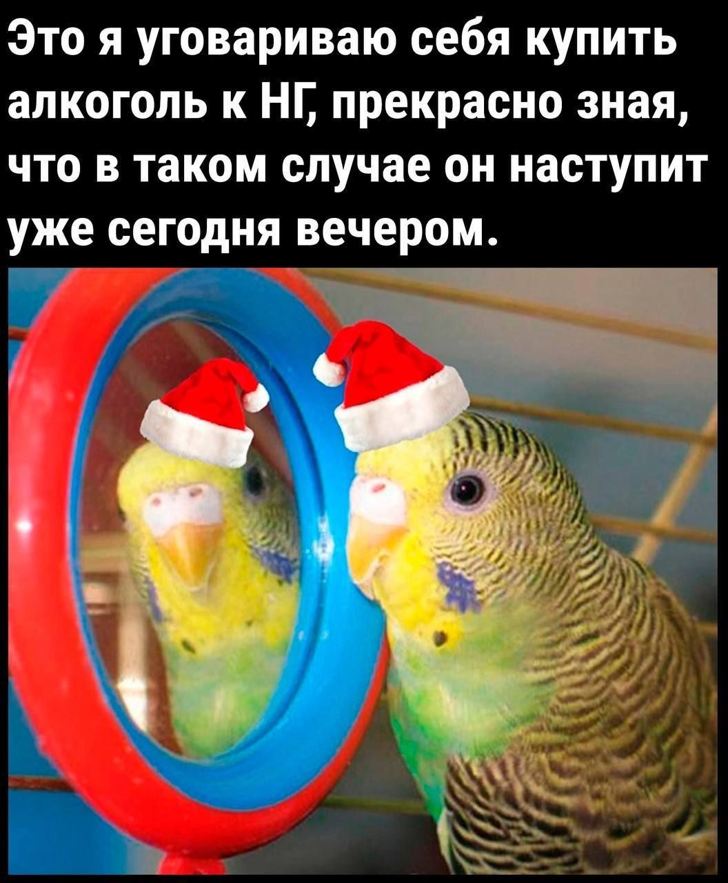 Это я уговариваю себя купить алкоголь к НГ, прекрасно зная, что в таком случае он наступит уже сегодня вечером.