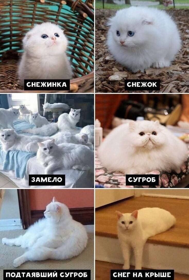 СНЕЖИНКА
СНЕЖОК
ЗАМЕЛО
СУГРОБ
ПОДТАЯВШИЙ СУГРОБ
СНЕГ НА КРЫШЕ