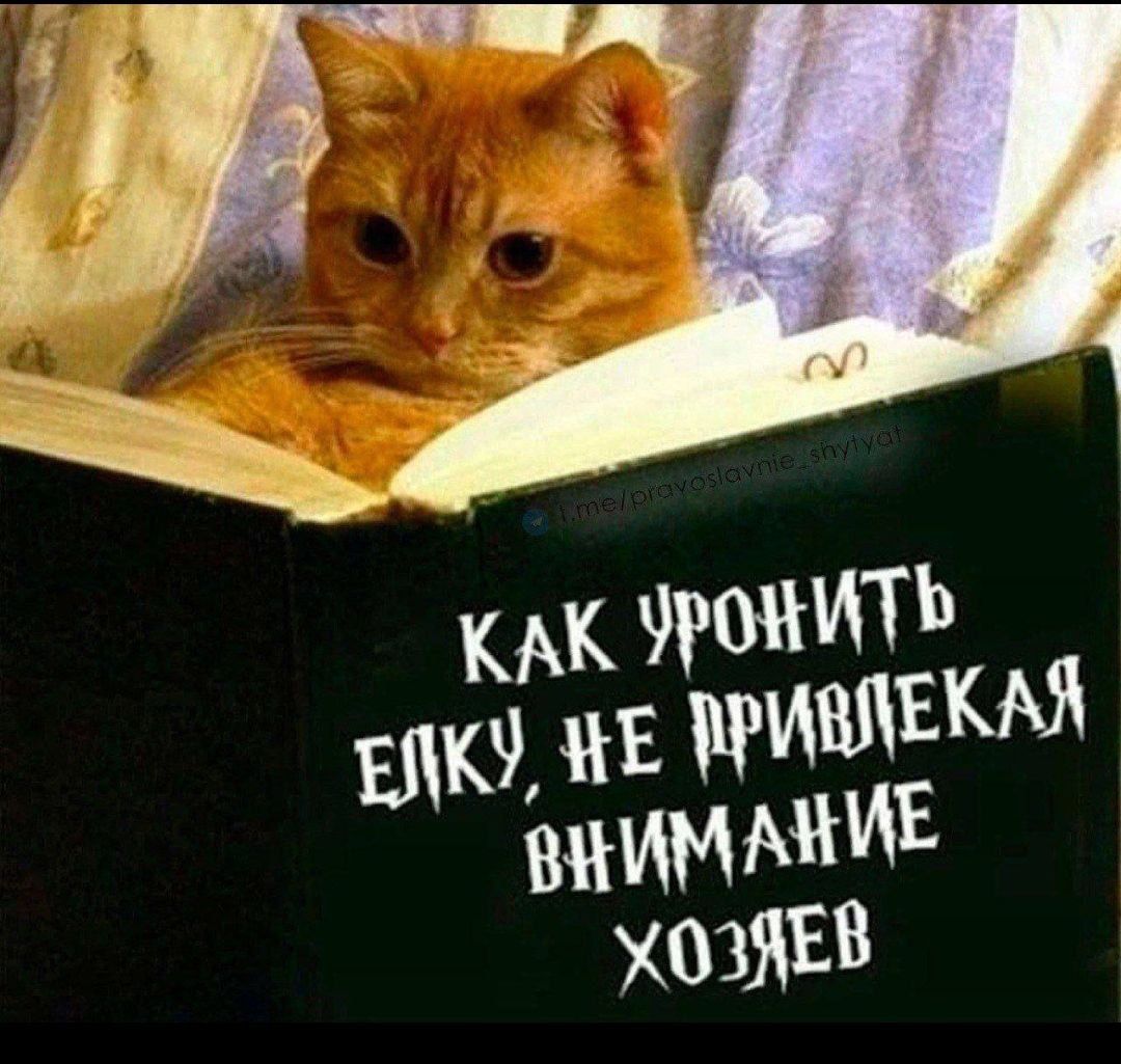 Как украсть елку, не привлекая внимания хозяев