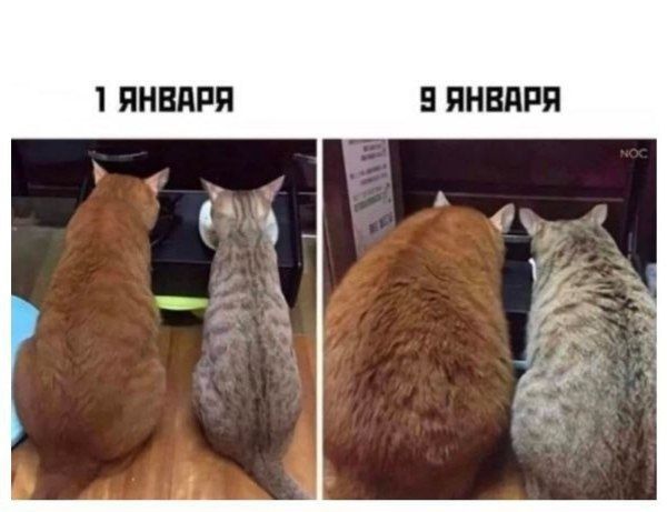 1 января   9 января
