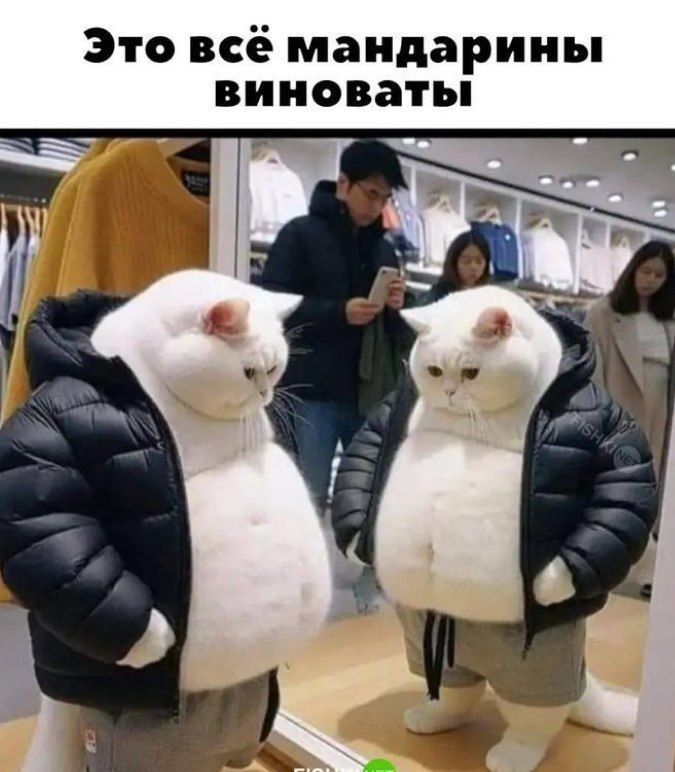 Это всё мандарины виноваты